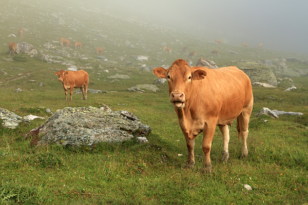 vaches en vannoise
